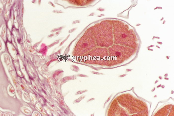 Fucus - oogones et oosphères x 100 - gryphea.com